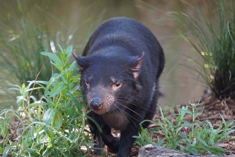 Tasmanian Devil
