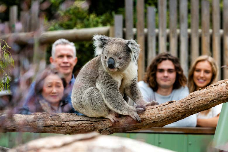 Un koala