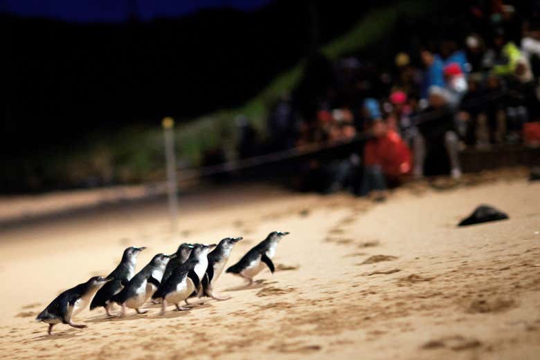 Pingouins pendant la parade