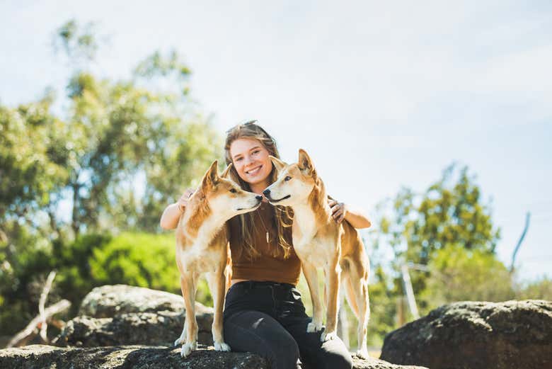 Découvrez les dingos