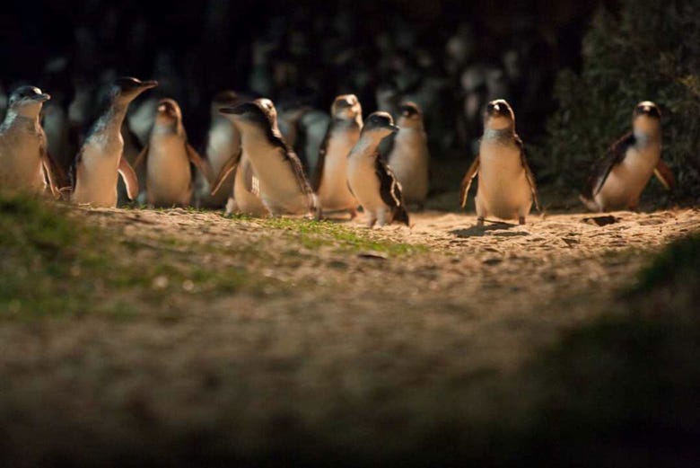 Profitez de la parade des pingouins