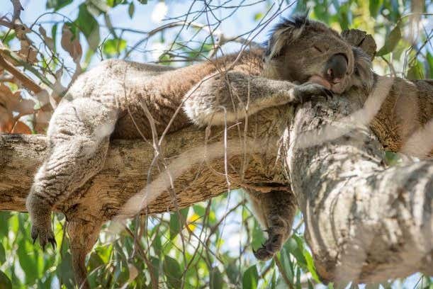 Un koala descansando