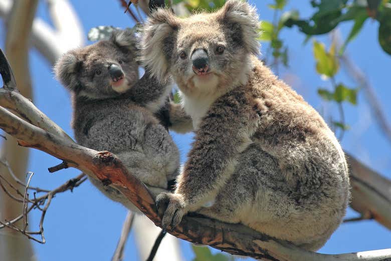 Dos simpáticos koalas
