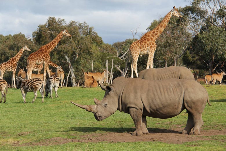 Fauna africana nello zoo Werribee Open Range