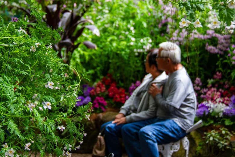 Visite des jardins de Fitzroy