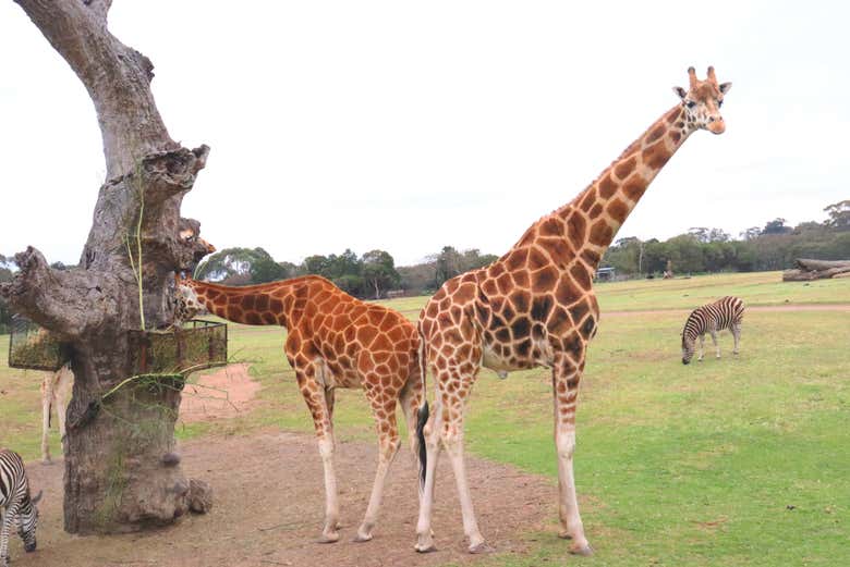 Jirafas en el zoo de Melbourne