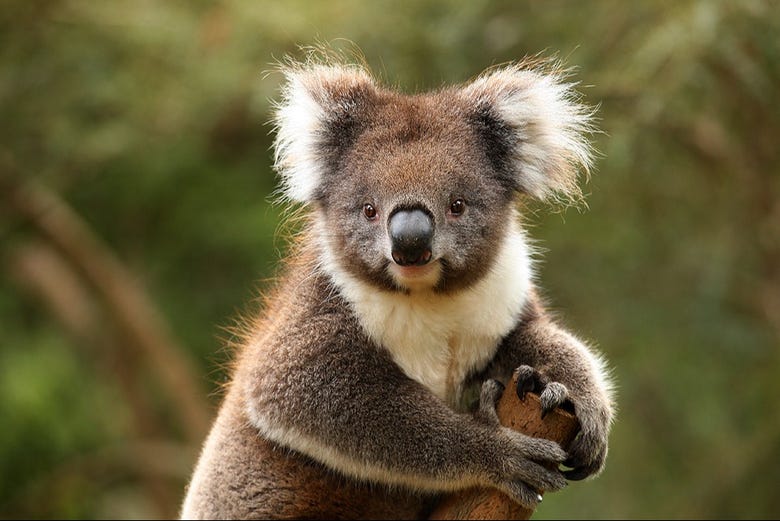 Visit the Healesville Sanctuary to make new friends!