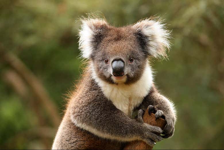 Visit the Healesville Sanctuary to make new friends!