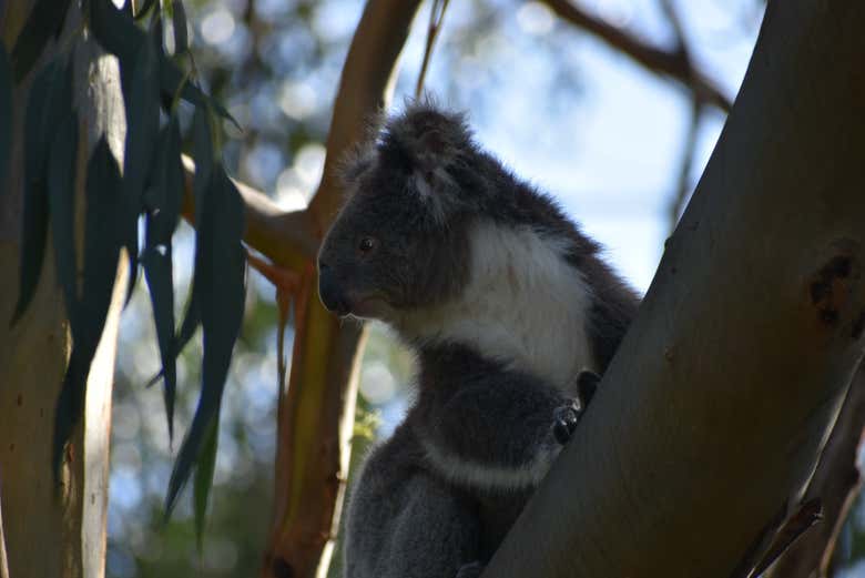 Spotting a koala