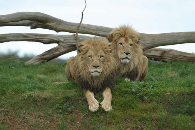 Leoni del Werribee Open Range Zoo