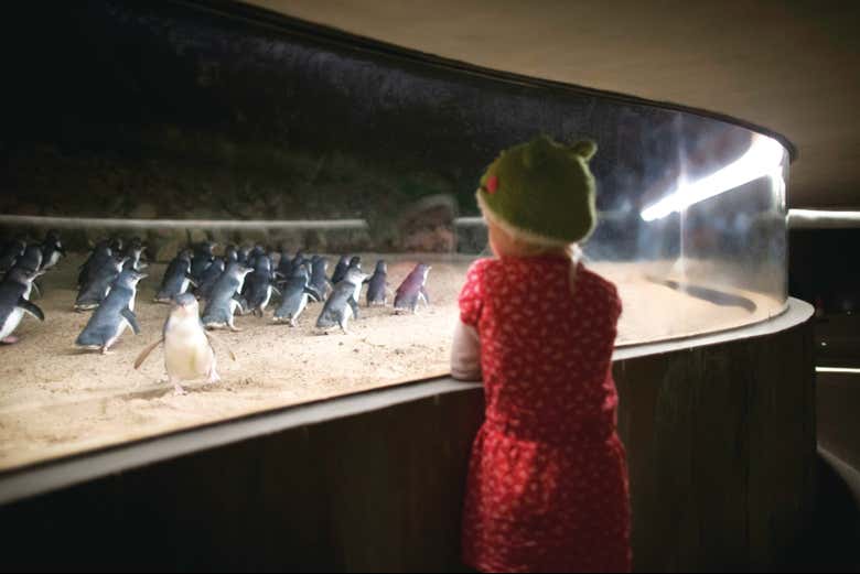 Una niña observando a los pingüinos en el Penguin Parade