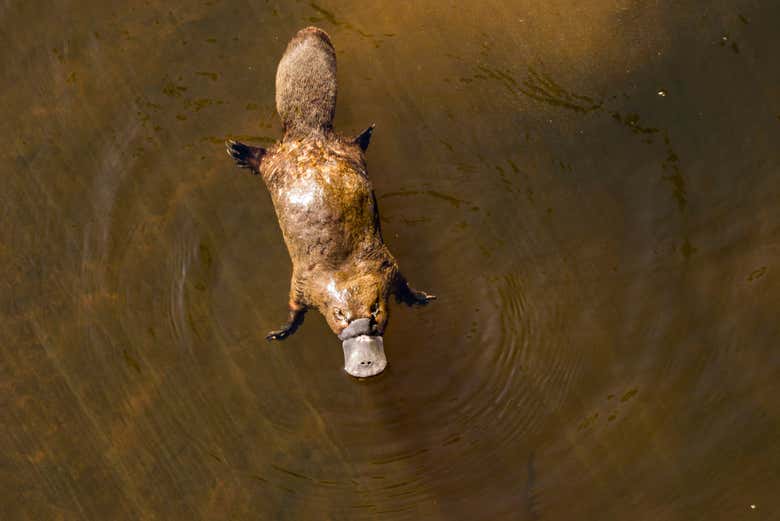 Platypus swimming
