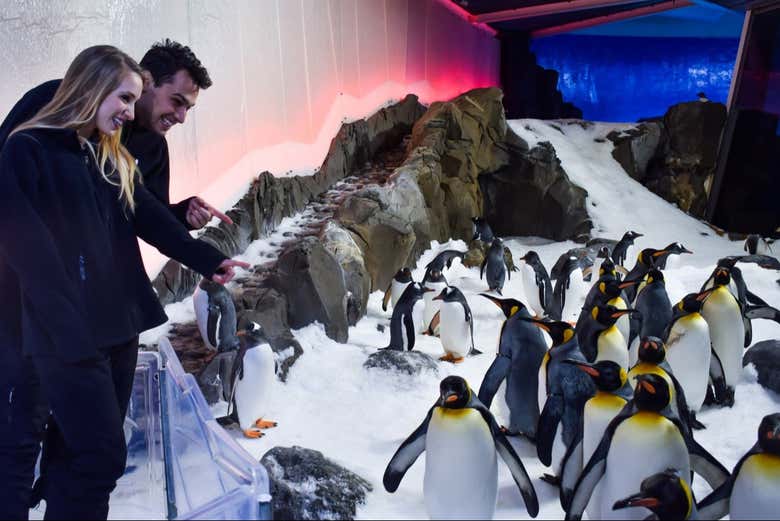 See penguins up close!