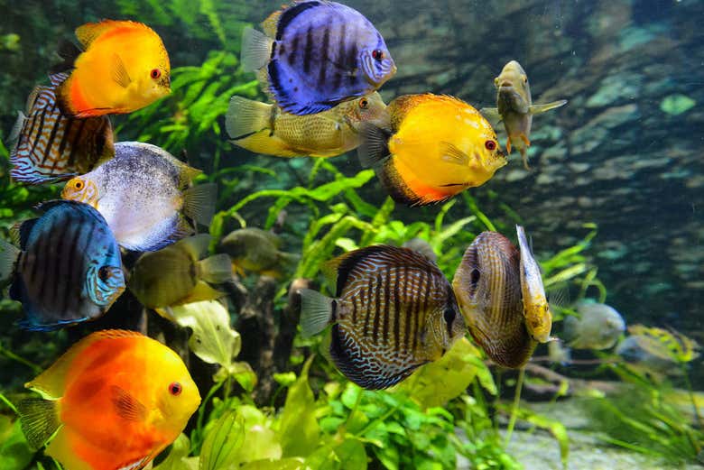 Poissons de couleurs à SEA LIFE® Melbourne