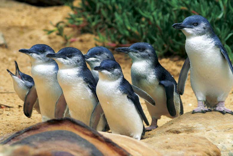 Phillip Island