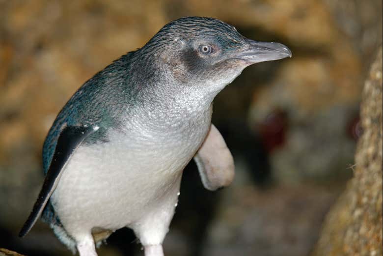 Un pingüino llegando a la Isla Phillip