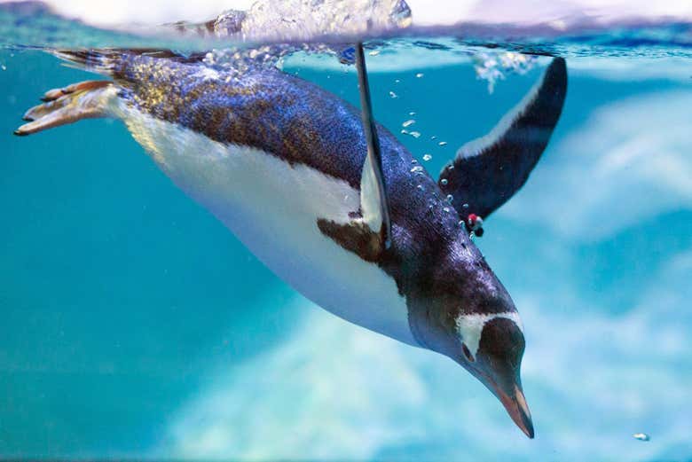 Pingouin au SEA LIFE® Melbourne