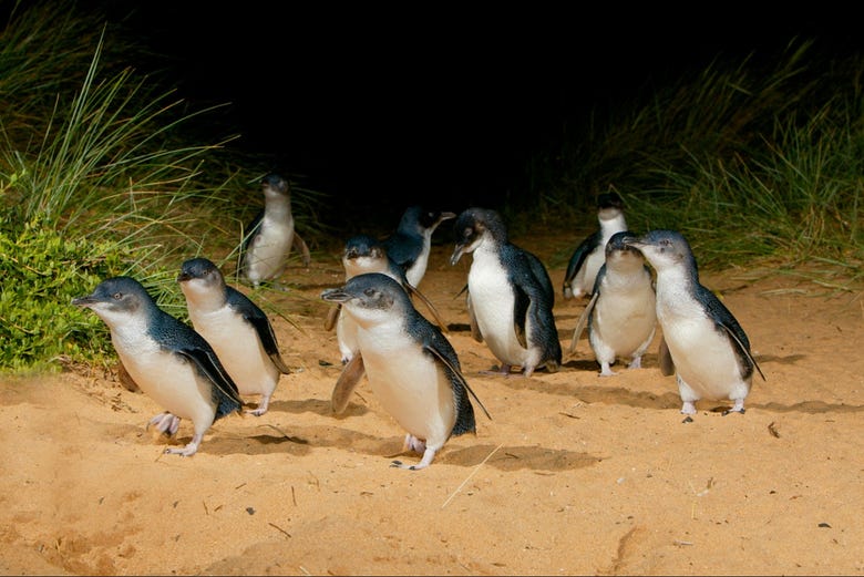 Simpáticos pingüinos en la isla Phillip