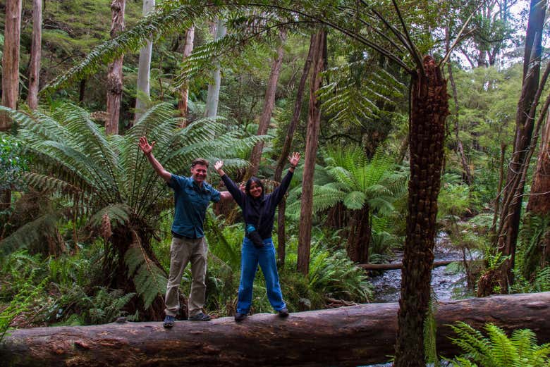 Rincones mágicos del bosque de Secuoyas 
