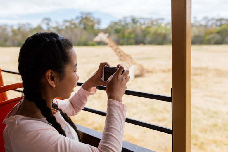Safari allo zoo