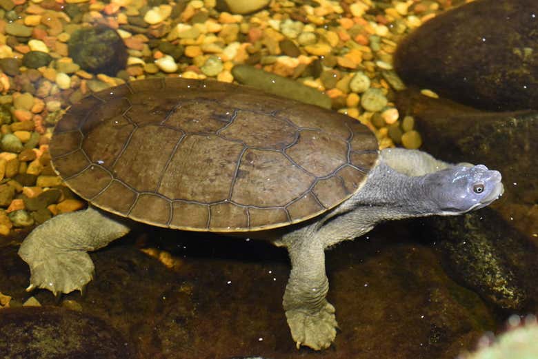Contemplation d’une tortue