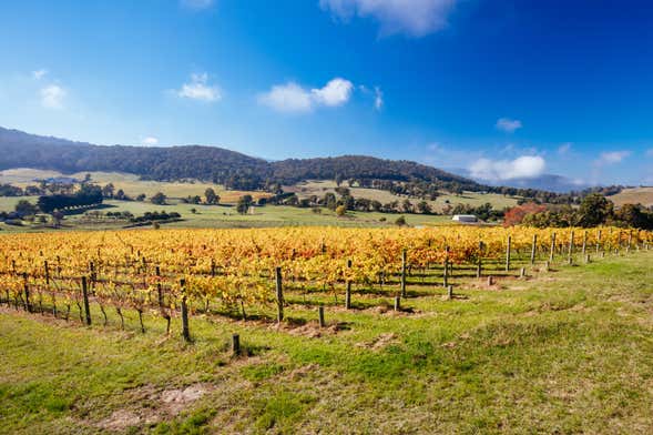 Tour de bodegas por el Valle del Yarra