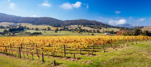 Yarra Valley Wine Tour