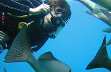 Great Barrier Reef Experienced Diver Tour