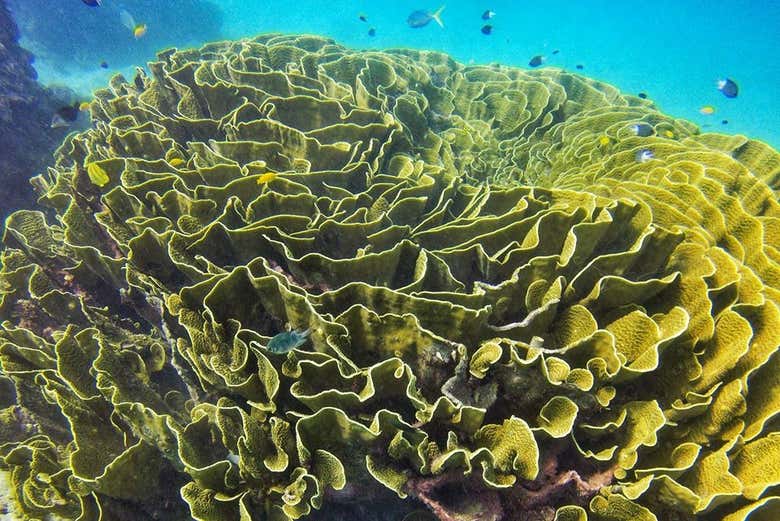 La Grande Barrière de Corail possède une énorme biodiversité