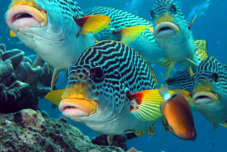 Faune marine sur la Grande Barrière de Corail