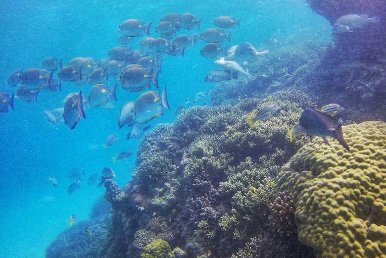 À la recherche de poissons sur la Grande Barrière de Corail