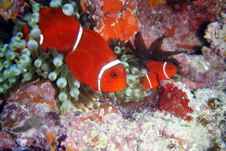 Poisson-clown
