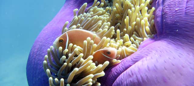 Snorkel en la Gran Barrera de Coral