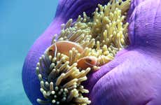 Snorkeling à la Grande Barrière de Corail