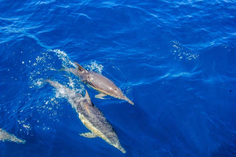 Conhecendo os habitantes aquáticos de Port Stephens