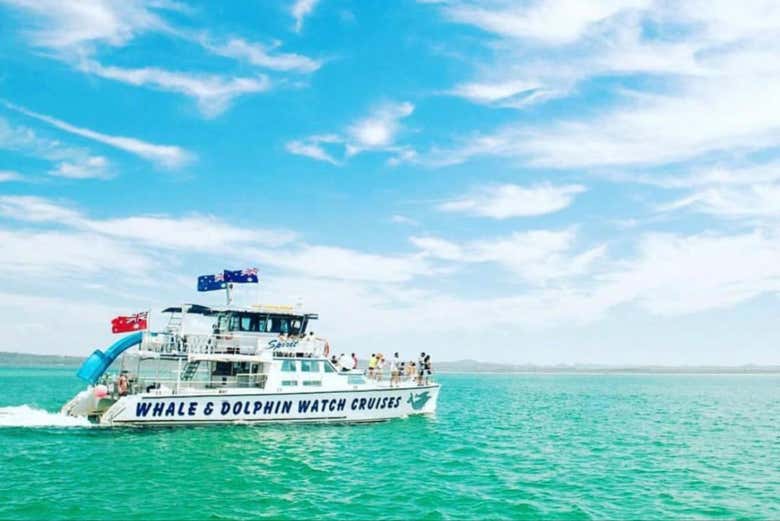 Passearemos de barco para avistar golfinhos