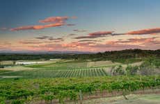 Tour de viñedos y bodegas por el valle de Hunter