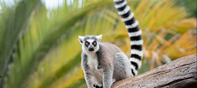 Excursion à Australia Zoo