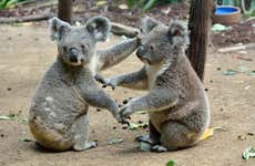 Australia Zoo Tour