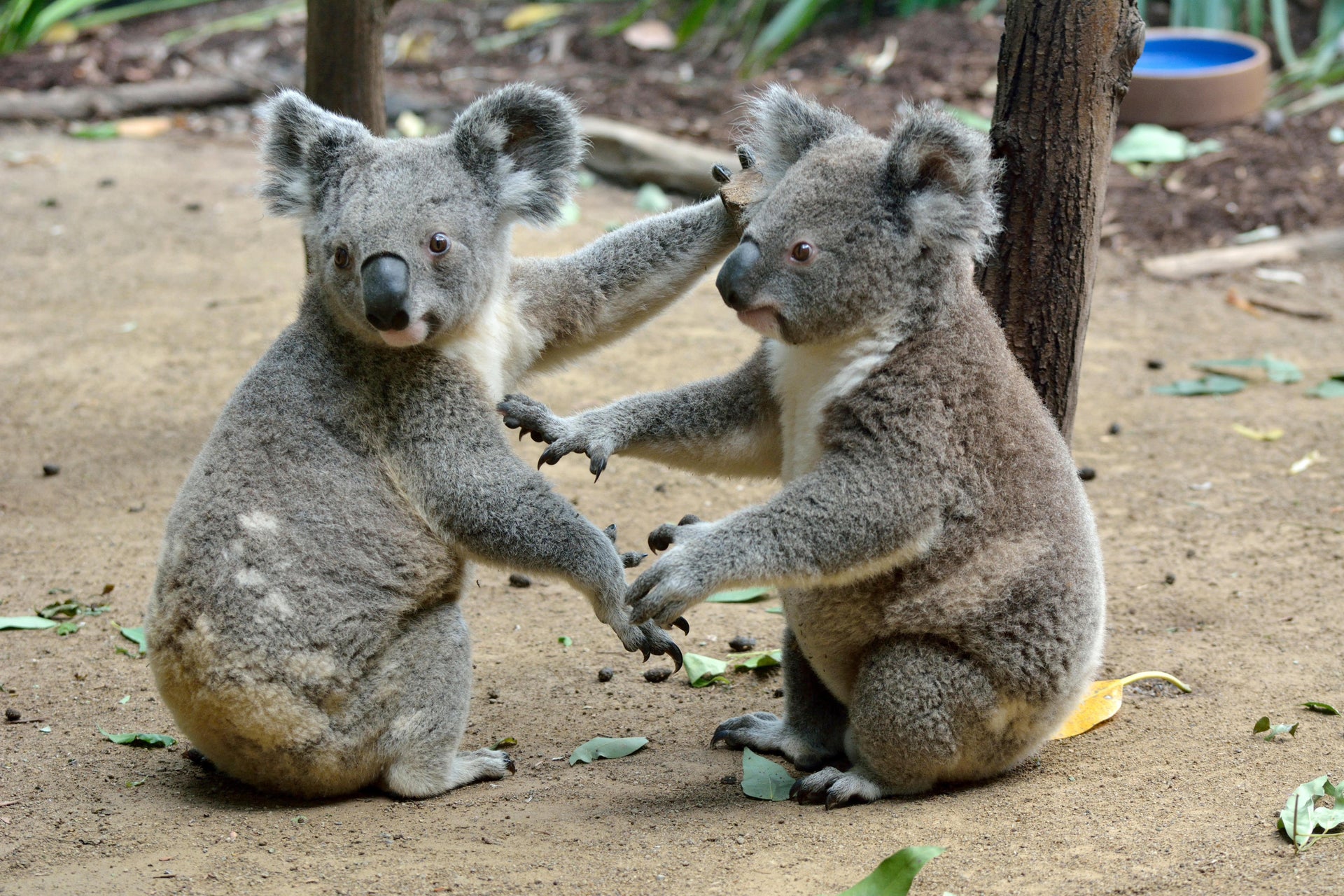 Escursione all'Australia Zoo