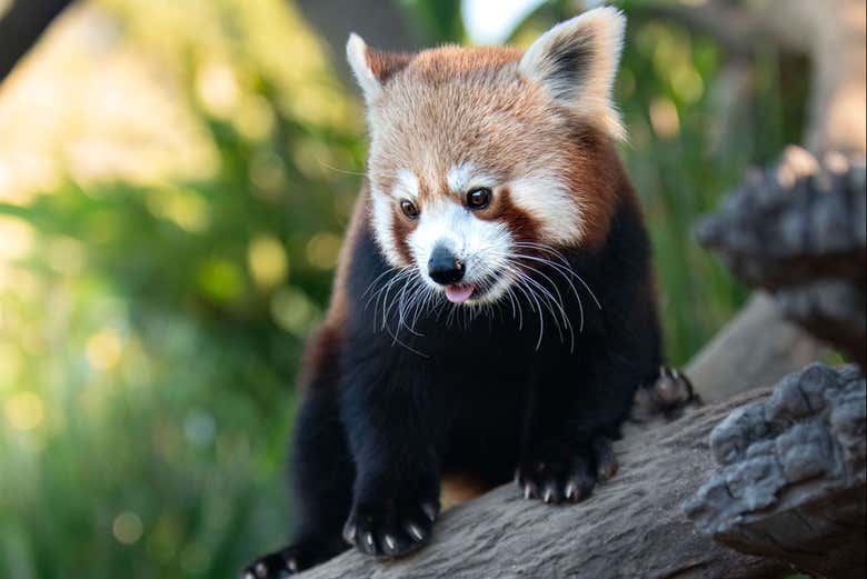 Um panda vermelho no Australia Zoo