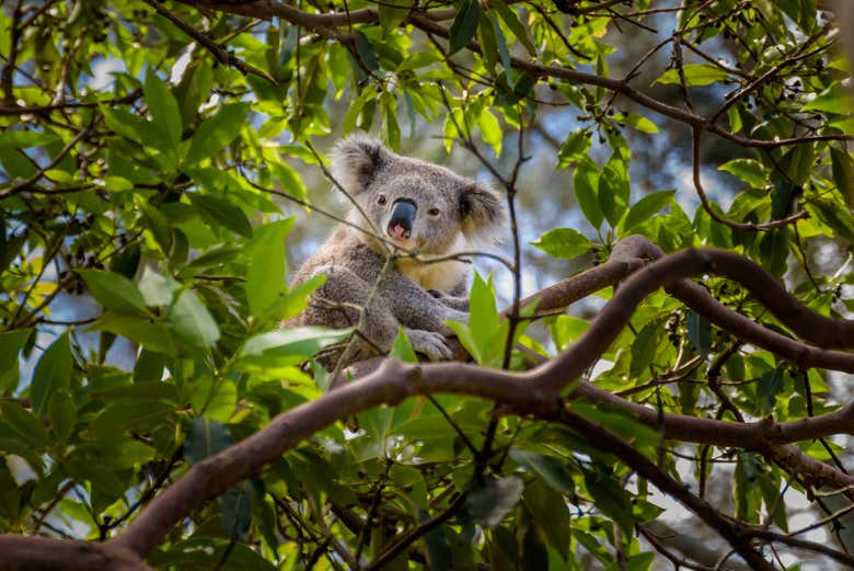 Koala