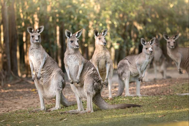 Você poderá ver cangurus no Australia Zoo