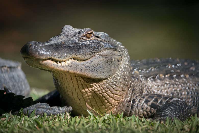 Um crocodilo no Australia Zoo
