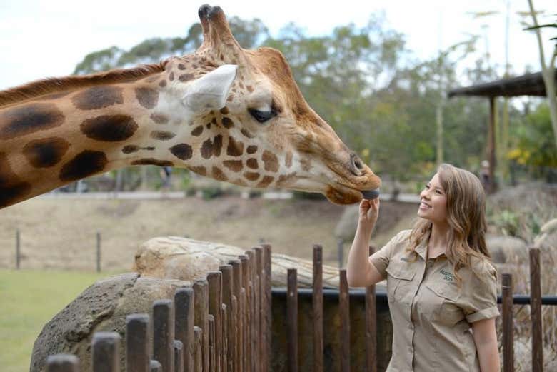 Girafe