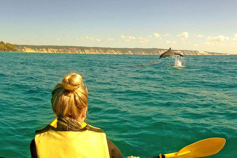 Dauphins de Noosa