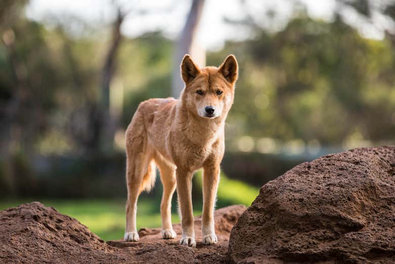 Dingo