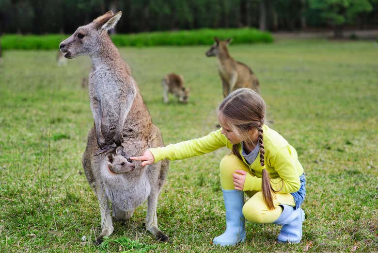Kangourous du zoo