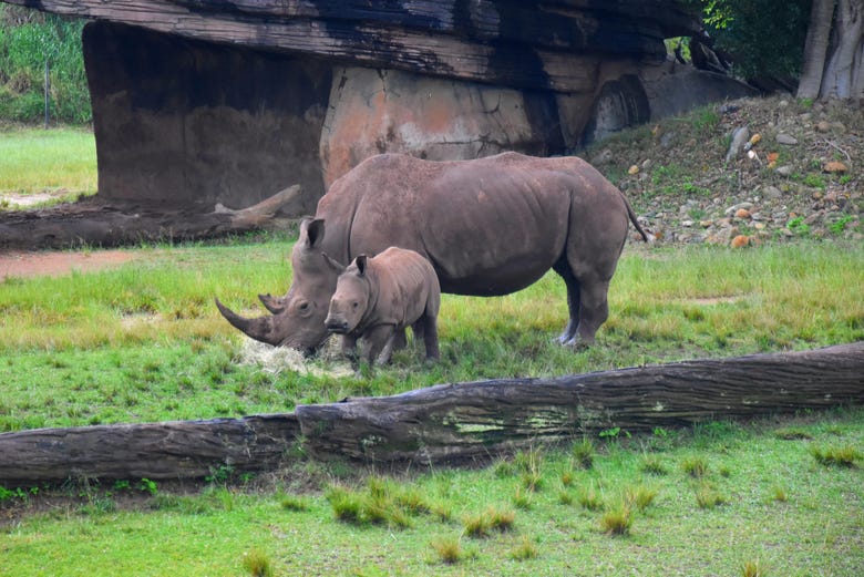 Un rinoceronte con il suo piccolo