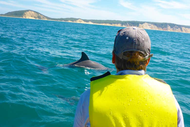 Ammirando i delfini che nuotano
